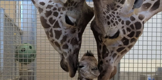 El nuevo integrante del Zoológico de Hogle ya cäutiva al mundo en las redes sociales (+ Fotos)