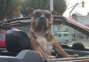 El pitbull viral por su paseo en un auto descapotable que se llevó la atención de las personas (+ Video)