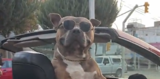 El pitbull viral por su paseo en un auto descapotable que se llevó la atención de las personas (+ Video)
