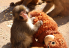 Punch, el macaco bebé japonés viral por aferrarse a un peluche después de que su madre lo rechazó (+ Fotos)