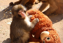 Punch, el macaco bebé japonés viral por aferrarse a un peluche después de que su madre lo rechazó (+ Fotos)