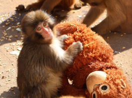 Punch, el macaco bebé japonés viral por aferrarse a un peluche después de que su madre lo rechazó (+ Fotos)
