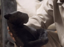 Michael B. Jordan confiesa el objeto personal con el que honra diariamente la memoria de Chadwick Boseman (+ Detalles)