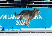Nazgul, el perro lobo que decidió competir en el esquí de fondo de los JJOO de Invierno Milán-Cortina 2026 (+ Video)