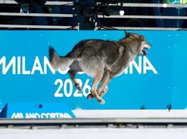 Nazgul, el perro lobo que decidió competir en el esquí de fondo de los JJOO de Invierno Milán-Cortina 2026 (+ Video)