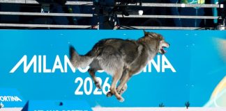 Nazgul, el perro lobo que decidió competir en el esquí de fondo de los JJOO de Invierno Milán-Cortina 2026 (+ Video)