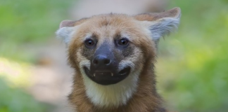¿El lobo más fotogénico del mundo? Un aguará guazú sorprende posando con una sonrisa en Brasil (+ Fotos)