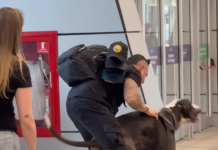 Amor sin límites: El emotivo reencuentro de un Gran Danés y su dueño tras 8 meses separados (+ Video)