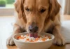 Arroz con zanahoria a tu perro como complemento ocasional: debe ofrecerse en porciones moderadas y solo en determinados momentos