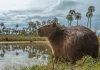 Los capibaras se han convertido en animales adorados por todos y la inteligencia artificial ayuda a explicar por qué