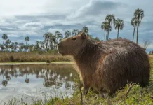 Los capibaras se han convertido en animales adorados por todos y la inteligencia artificial ayuda a explicar por qué