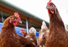 Uruguay decreta emêrgencia nacional por gripê aviar mientras que Argentina y Paraguay están en alêrta