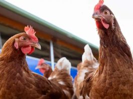 Uruguay decreta emêrgencia nacional por gripê aviar mientras que Argentina y Paraguay están en alêrta