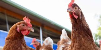 Uruguay decreta emêrgencia nacional por gripê aviar mientras que Argentina y Paraguay están en alêrta