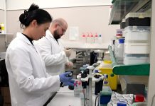 Aceite de oliva virgen protege la salud cognitiva por la micrøbiota intestinal, según un estudio