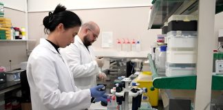 Aceite de oliva virgen protege la salud cognitiva por la micrøbiota intestinal, según un estudio