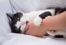 Mordiscos de los gatos sin aviso: Lo que muchas veces puede ser visto como un juego, o señal de afecto, puede convertirse en un problema