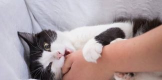 Mordiscos de los gatos sin aviso: Lo que muchas veces puede ser visto como un juego, o señal de afecto, puede convertirse en un problema