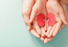 Tus riñones también marcan cómo envëjeces: Especialistas descubren que existe una proteína ‘antiedad’