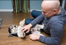Que tu perro se acueste y te muestre la panza: este gesto es interpretado como una señal positiva que muchos dueños lo ven diferente