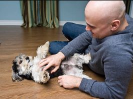 Que tu perro se acueste y te muestre la panza: este gesto es interpretado como una señal positiva que muchos dueños lo ven diferente