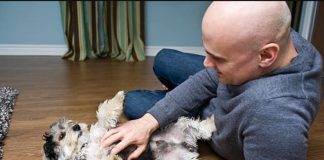 Que tu perro se acueste y te muestre la panza: este gesto es interpretado como una señal positiva que muchos dueños lo ven diferente