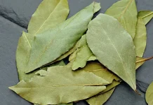 Para qué sirve colocar hojas de laurel en el microondas y con qué frecuencia puede hacerse según sus posibles beneficios