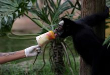 Lúdico y refrescante: el zoológico donde los animales comen helado para enfrentar el calor extremo diseñados según la dieta de cada especie (+ Detalles)