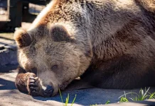 Del encïerro en Argentina a una nueva oportunidad en Europa: osos Gordo, Florencia y Flora inician el viaje que cambiará sus vidas