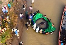 El pez de río más grande del mundo: pesa 300 kg y mide 3,98 metros «rompe récords» (+ Fotos)