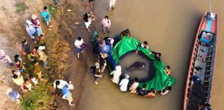 El pez de río más grande del mundo: pesa 300 kg y mide 3,98 metros «rømpe récords» (+ Fotos)