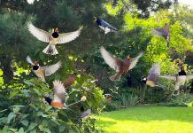 Escuchar pájaros cantar en tu casa o jardín durante el día: qué significa y por qué es bueno para ti