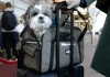La Unión Europea exige microchip y registro obligatorio para perros y gatos que viajen entre países miembros