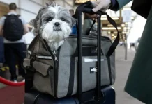 La Unión Europea exige microchip y registro obligatorio para perros y gatos que viajen entre países miembros