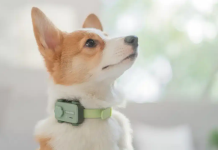 PetPhone: El primer «teléfono para mascotas» con Inteligencia Artificial debuta en el Mobile World Congress (+ Detalles)