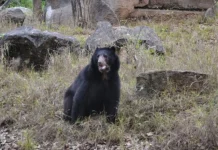 Investigadores del parque Baradida avistan a osa frontino en montañas de Lara: especie declarada en pelïgro de extïnción desde hace algunos años