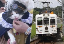 Empresa japonesa consiguió resucitar una línea de tren gracias a convertir una gata en jefa de estación