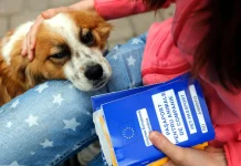 Será obligatorio que todos los perros y gatos del territorio tengan su propio pasaporte europeo: Europa modifica las normas