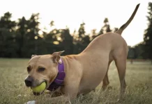 Cómo identificar que tu perro es verdaderamente feliz: diez señales clave que demuestran su bienestar físico y emocional