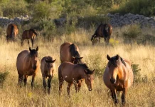 El regreso de los caballos al Sistema Ibérico sur: Proyecto pionero reintroduce la especie semisalvaje para mejorar ecosistemas y prevênir incêndios