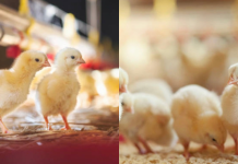 Los científicos no lo esperaban: pollitos recién nacidos muestran una capacidad mental que se creía exclusivamente humana