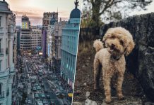 En España la búsqueda de vivienda se complica tanto que hay quien dona su casa a cambio de que cuiden a sus perros