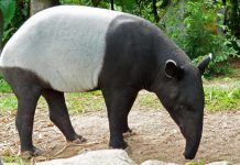 Descubren en España el nacimiento de una especie animal en peligro crítico que sorprende a la comunidad científica