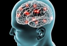 Científicos logran reactivar parte de la actividad cerebral en tejido de ratón tras criogenización, un avance que acerca la ciencia ficción a la realidad