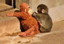Animales huérfänos encuentran en peluches una herramienta clave para su recuperación emocional en centros de rescate