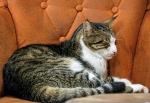 Cuando tu gato ocupa tu asiento cuando te levantas: Un hábito frecuente en los felinos domésticos ¿Comodidad o capricho?