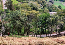 Productores de Lobatera reciben plan de fertilización de precisión y rescate nutricional de suelos en el Táchira (+ Detalles)