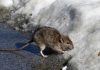 El frío extremo en Nueva York ralentiza a las ratas: expertos explican por qué se ven menos roedores en la ciudad tras la ola polar