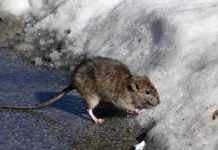El frío extremo en Nueva York ralentiza a las ratas: expertos explican por qué se ven menos roedores en la ciudad tras la ola polar