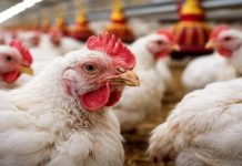 Italia reporta el primer caso humano de gripë aviar A (H9N2) documentado en Europa